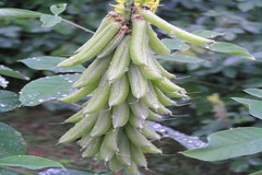 Crotalaria pallida